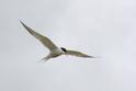 IMG_9197 Common Tern.JPG